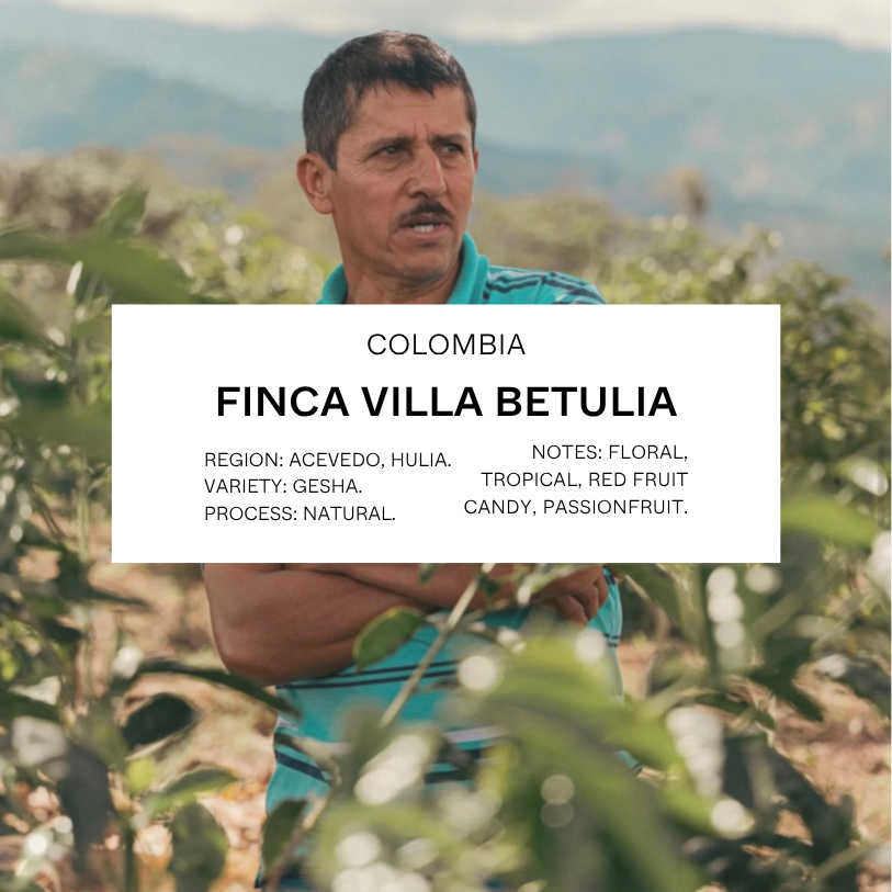 FILTER - COLOMBIA, FINCA VILLA BETULIA 'GESHA'