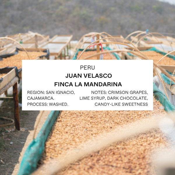 FILTER - PERU, JUAN VELASCO, FINCA LA MANDARINA