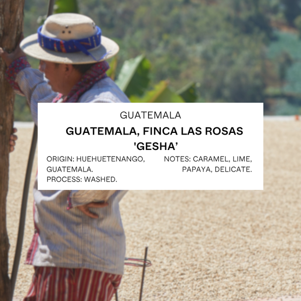 FILTER - GUATEMALA, FINCA LAS ROSAS 'GESHA'
